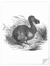 Wall sticker Dodo