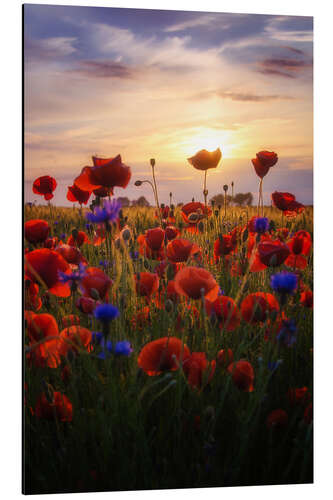 Aluminium print Poppies