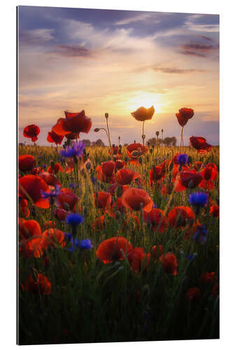 Tableau en plexi-alu Coquelicots