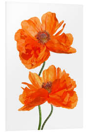 Foam board print Timeless poppy flowers II