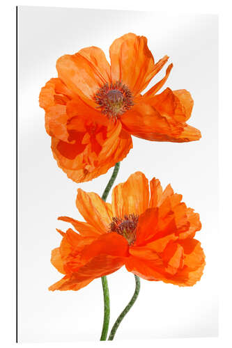 Gallery print Timeless poppy flowers II