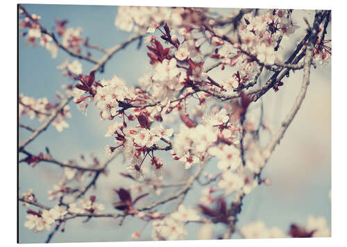 Aluminium print Vintage cherry blossom