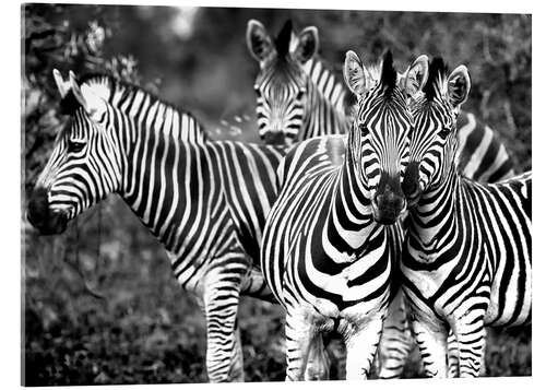 Acrylic print Curious Zebras