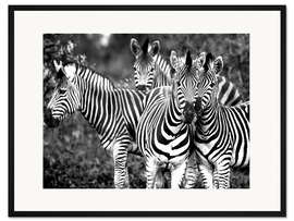 Gerahmter Kunstdruck Neugierige Zebras