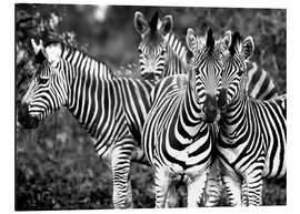 Magnettafel Neugierige Zebras