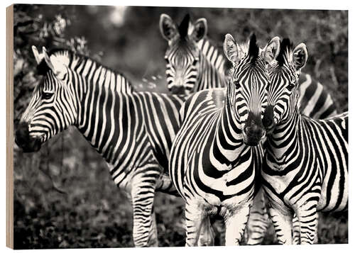 Wood print Curious Zebras