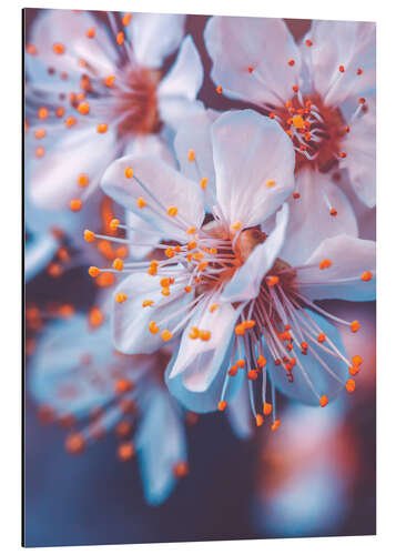 Cuadro de aluminio Flores de cerezo en la luz de la tarde violeta