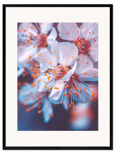Ingelijste kunstdruk Kersenbloesems in het violette avondlicht