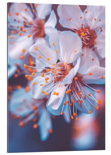 Gallery print Cherry blossoms in the violet evening light