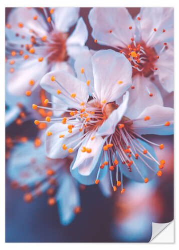 Wandsticker Kirschblüten im violetten Abendlicht