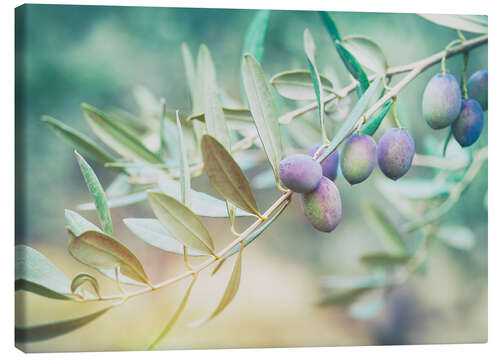 Tableau sur toile Branche d'olive juteuse