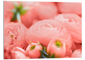 Gallery print Ranunculus flowers