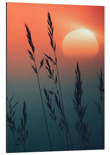 Aluminium print Sunrise over grasses