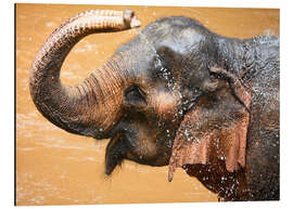 Magnettafel Elefantendusche