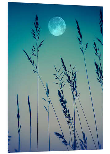 Foam board print Full Moon over the Grass