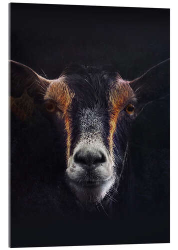 Acrylic print Goat Portrait