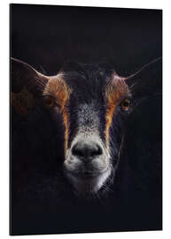 Aluminium print Goat Portrait