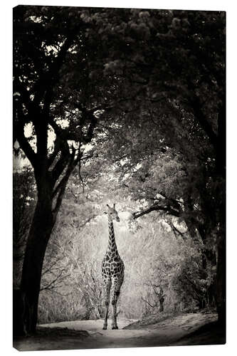 Tableau sur toile Girafe dans une clairière