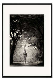 Gerahmter Kunstdruck Giraffe auf der Lichtung