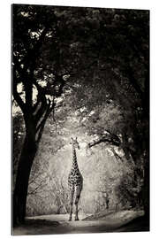 Gallery print Giraffe in the clearing