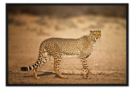 Gerahmter Kunstdruck Gepard