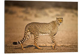 Gallery print Cheetah