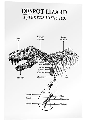 Acrylic print Anatomy of a tyrannosaurus rex