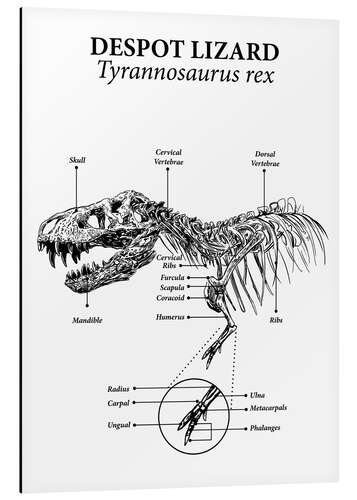 Aluminium print Anatomie van een tyrannosaurus (Engels)