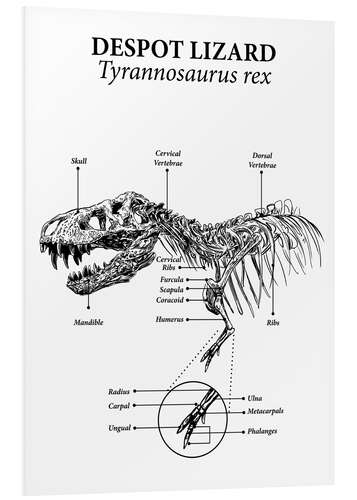 Bilde på skumplate Anatomi av en tyrannosaurus rex (engelsk)