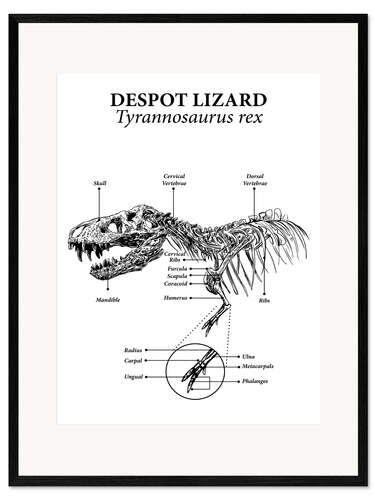 Framed art print Anatomy of a tyrannosaurus rex