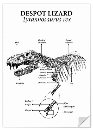 Naklejka na ścianę Anatomy of a tyrannosaurus rex