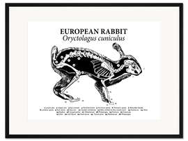 Gerahmter Kunstdruck Anatomie des Wildkaninchens (Englisch) I