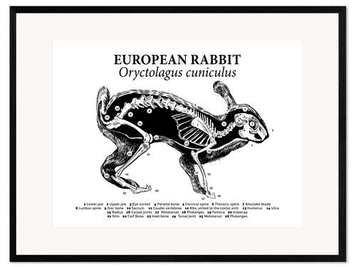Impresión de arte enmarcada Estructura ósea del conejo salvaje (inglés)
