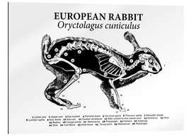 Galleritryck Benstrukturen hos den vilda kaninen