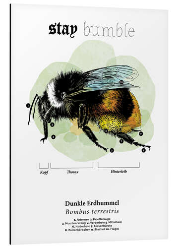 Aluminium print Anatomy of the buff-tailed Bumblebee