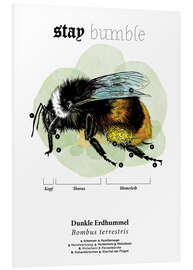 Foam board print Anatomy of the buff-tailed Bumblebee