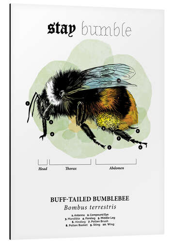 Aluminium print Anatomy of the buff-tailed Bumblebee