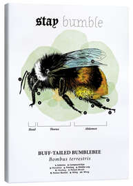 Stampa su tela Anatomia del Bumblebee dalla coda buffa