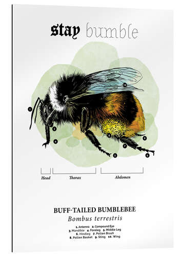 Quadro em plexi-alumínio Anatomia do Bumblebee de cauda amarela