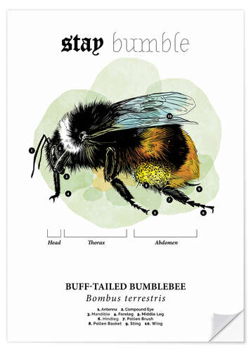 Naklejka na ścianę Anatomy of the buff-tailed Bumblebee