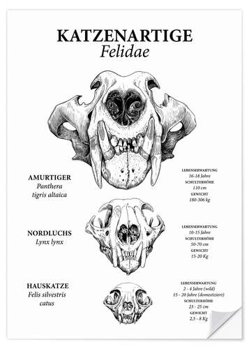 Naklejka na ścianę Felines in comparison (German)