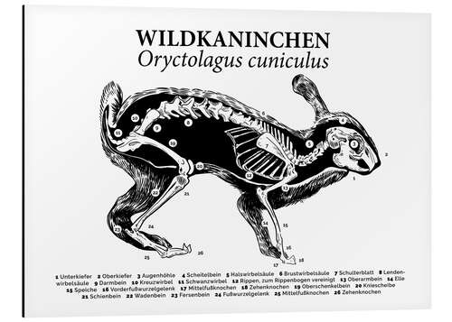 Aluminium print Bone Structure of the Wild Rabbit