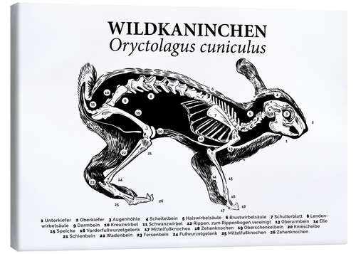 Leinwandbild Anatomie des Wildkaninchens I