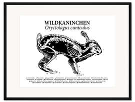 Gerahmter Kunstdruck Anatomie des Wildkaninchens I