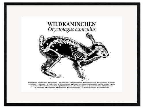 Ingelijste kunstdruk Botstructuur van het wilde konijn