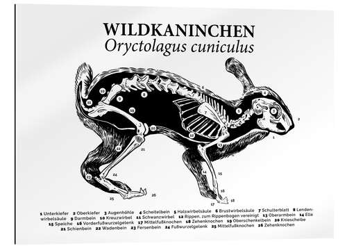 Gallery print Bone structure of the wild rabbit