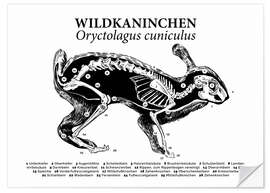 Wandsticker Anatomie des Wildkaninchens I