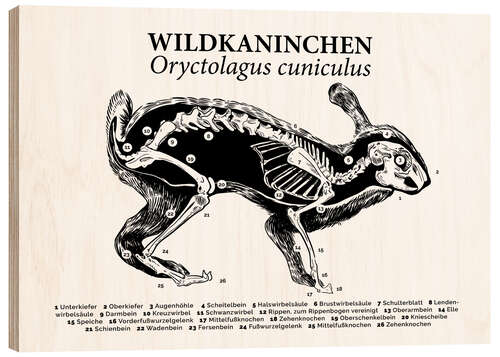 Holzbild Anatomie des Wildkaninchens I