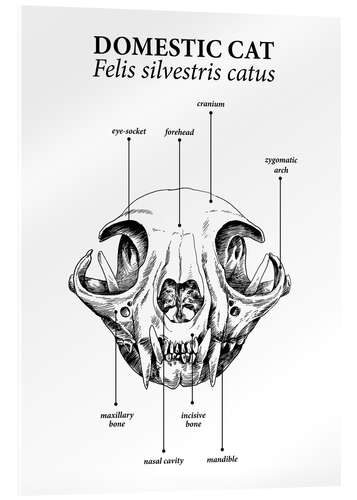 Obraz na szkle akrylowym Skull of the domestic cat