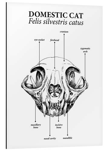 Aluminiumsbilde Skull sammensetning av den innenlandske katten